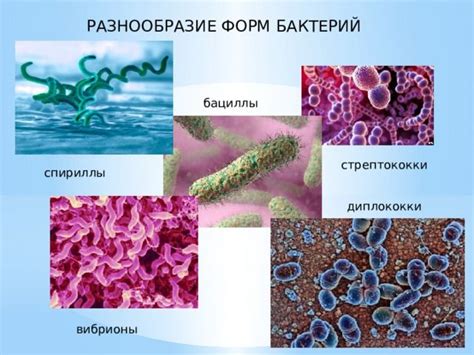 Разнообразие видов бактерий