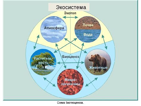 Разнообразие и взаимодействие внутри экосистем