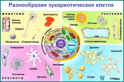 Разнообразие клеток в природе