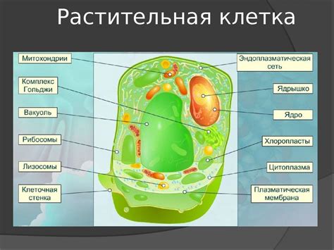 Разнообразие органелл в растительной клетке