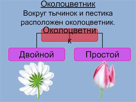 Разнообразие форм и цветов пестицков и тычинок