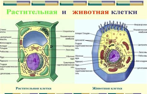 Разные между растительной клеткой и животной клеткой: