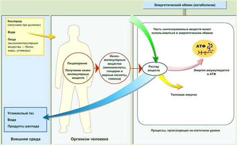 Разогрев организма и активация обмена веществ