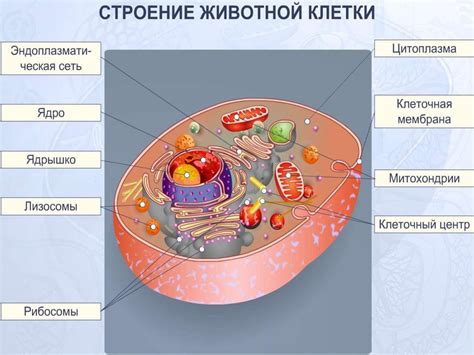 Раковая клетка: источник питания и его предпочтения