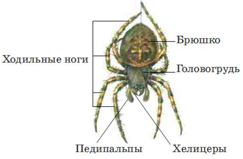 Расписание кормления паука крестовика