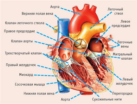 Расположение и структура