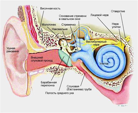 Расположение и функции внутреннего уха
