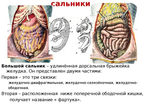 Расположение селезенки в органах брюшной полости