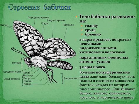 Распространение и место обитания