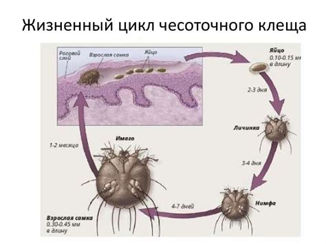 Распространение чесоточного клеща