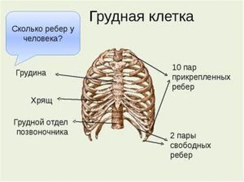 Распространенные мифы о количестве ребер у мужчин