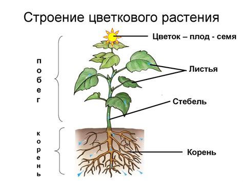 Растение: строение и состав