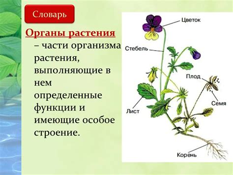 Растения: строение и функции