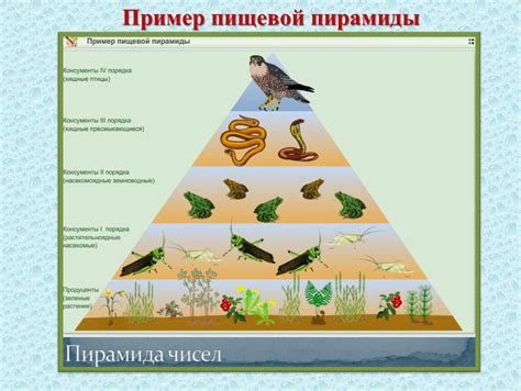 Растения второго класса в пищевой цепи