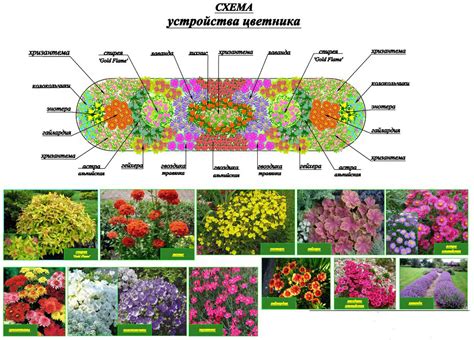 Растения для первого года на участке