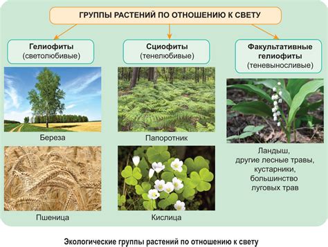 Растения для природной энергии и свежести