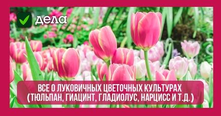 Растения нарцисс, гладиолус, подснежник, хризантема, тюльпан: анализ и сравнение