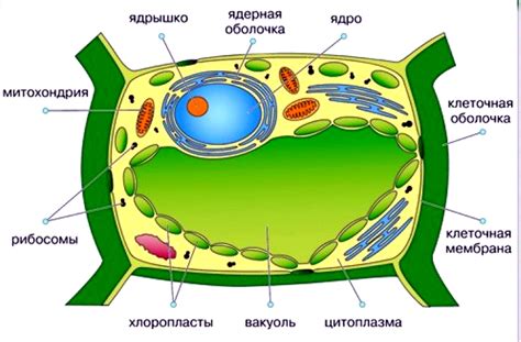 Растительная клетка