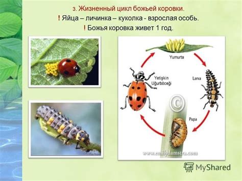 Растительные средства борьбы с божьей коровкой