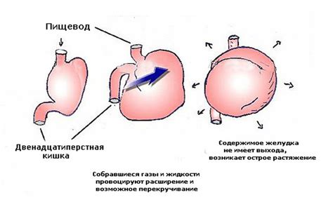 Расширение желудка и проблемы переваривания