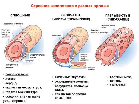 Расширение капилляров: причины и последствия