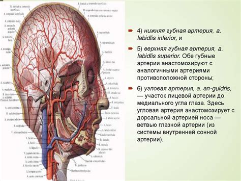 Расширенные сосуды головы