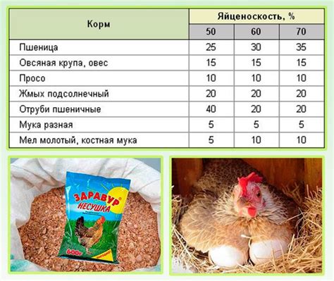 Рацион питания кур для быстрой линьки: что нужно знать