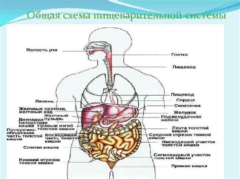 Регулирование пищеварительной системы