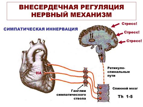 Регулирование сердечной деятельности