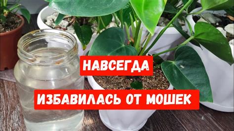 Регулярная проверка и очистка комнатных цветов от мошек