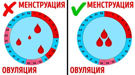 Регулярный цикл менструации