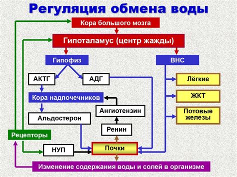 Регуляция водного баланса