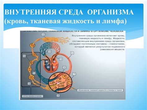 Регуляция клеточной гомеостаза