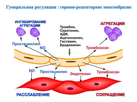 Регуляция кровеносной системы: нервная и гормональная системы