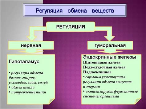 Регуляция обмена веществ с помощью БАД