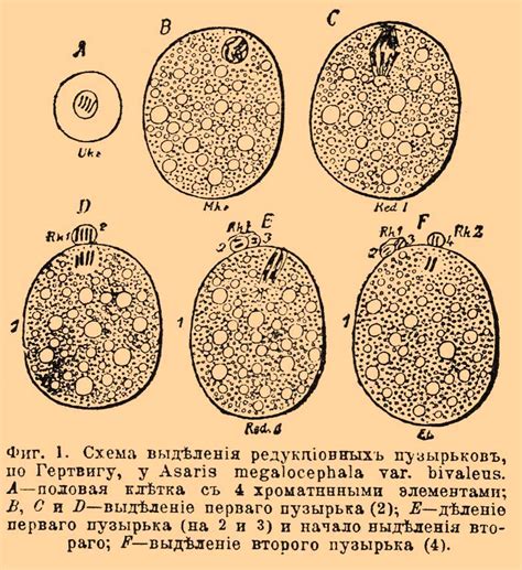 Редукция в биологии и эволюция