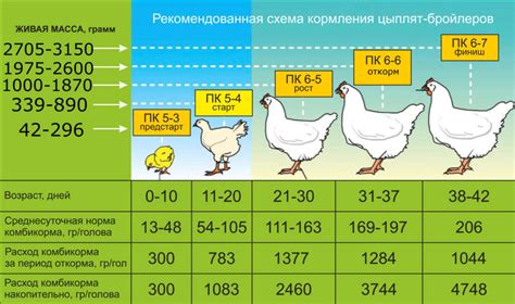 Режим питания и подбор корма