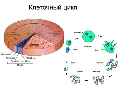 Результаты междуфазного периода в клетке