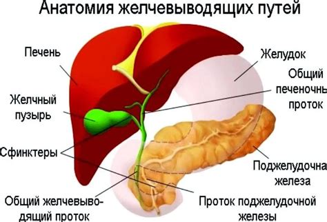 Рекомендации для пациентов с гипомоторной дискинезией желчного пузыря