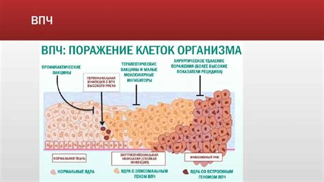 Рекомендации по генотипированию ВПЧ у женщин