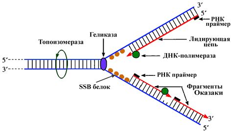 Репликация и транскрипция ДНК