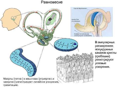 Рецепторы как чувствительные органы