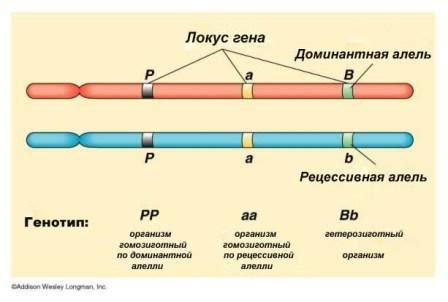 Рецессивные аллели проявляются в фенотипе только при наличии двух экземпляров рецессивных аллелей