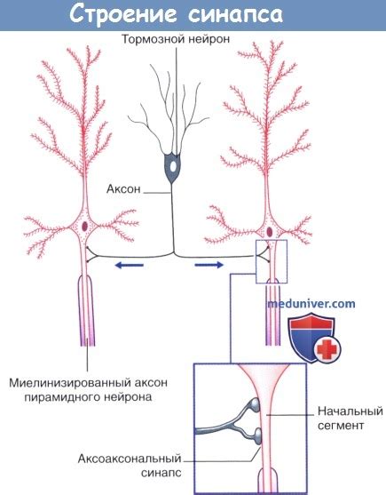 Рециклинг везикул в химических синапсах