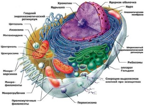 Рибосомы в клетке 6 класс: общая информация и значимость