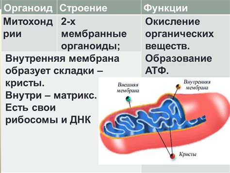 Рибосомы и синтез белка