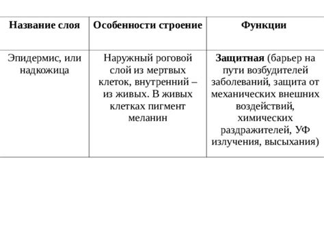 Роговой слой: особенности и функции