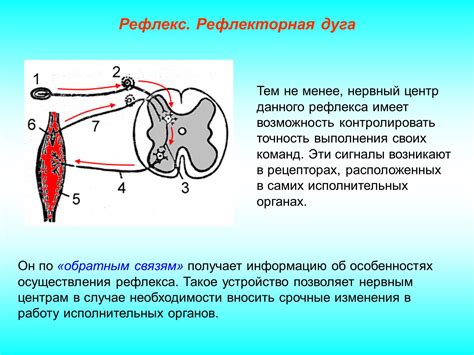 Ролевые функции мигательного рефлекса