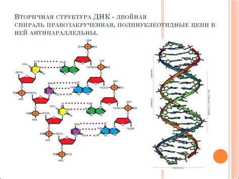 Роли ДНК и РНК в синтезе белка