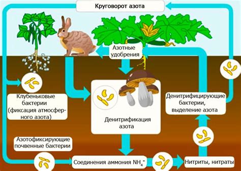 Роли азота в жизнедеятельности растений